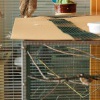 Krahujec obecny - Accipiter nisus - Eurasian Sparrowhawk 0071